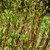 images courtesy of NetPS Plant Finder