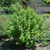 images courtesy of NetPS Plant Finder