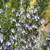 photos courtesy of NetPS Plant Finder