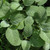 photos courtesy of NetPS Plant Finder