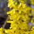 images courtesy of NetPS Plant Finder