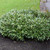 image courtesy of NetPS Plantfinder