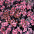 images courtesy of NetPS Plant Finder