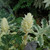 Whitewater Acanthus Foliage. Images courtesy of NetPS Plant Finder