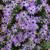 Raydon's Favorite Aster flowers. Images courtesy of NetPS Plant Finder