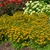 American Gold Rush Black-eyed Susan in bloom. Images courtesy of NetPS Plant Finder