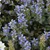 Chocolate Chip Bugleweed flowers. Images courtesy of NetPS Plant Finder
