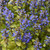 Fancy Finch Bugleweed flowers. Images courtesy of NetPS Plant Finder