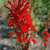 Cardinal Flower flowers. Images courtesy of NetPS Plant Finder