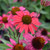 Glowing Dream™ Coneflower. Images courtesy of NetPS Plant Finder