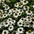 Kismet® White Coneflowers in bloom. Images courtesy of NetPS Plant Finder