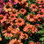 Kismet® Intense Orange Coneflowers in bloom. Images courtesy of NetPS Plant Finder