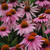 Magnus Coneflower. Images courtesy of NetPS Plant Finder