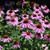 Magnus Coneflowers in bloom. Images courtesy of NetPS Plant Finder