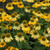 Sombrero® Lemon Yellow Coneflowers in bloom. Images courtesy of NetPS Plant Finder