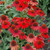 Sonbrero® Salsa Red Coneflower in bloom. Images courtesy of NetPS Plant Finder
