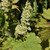 Autumn Bride Coral Bells flowers. Images courtesy of NetPS Plant Finder