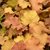 Caramel Coral Bells. Images courtesy of NetPS Plant Finder