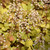 Champagne Coral Bells in bloom. Images courtesy of NetPS Plant Finder