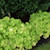 Citronelle Coral Bells in bloom. Images courtesy of NetPS Plant Finder