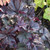 Obsidian Coral Bells. Images courtesy of NetPS Plant Finder