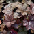 Palace Purple Coral Bells. Images courtesy of NetPS Plant Finder