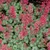 Paris Coral Bells in bloom. Images courtesy of NetPS Plant Finder