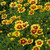 Enchanted Eve Coreopsis in bloom. Images courtesy of NetPS Plant Finder