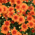 Orange mum flowers. Colors are approximate. Images courtesy of NetPS Plant Finder