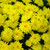 Yellow garden mum flowers. Colors are approximate. Images courtesy of NetPS Plant Finder
