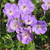 Rozanne Cranesbill Geranium in bloom. Images courtesy of NetPS Plant Finder
