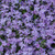 Emerald Blue Creeping Phlox in bloom. Images courtesy of NetPS Plant Finder