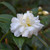Snow Flurry Camellia flower. Images courtesy of NetPS Plant Finder