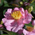 Londontowne Blush Camellia in bloom. Images courtesy of NetPS Plant Finder