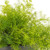 Asparagus Fern