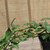 Ivy 4 - 4.5"