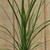 Dracaena Spike