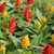 Celosia 6"