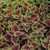 photo courtesy of NetPS Plant Finder