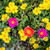 Portulaca 10"