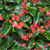 Dragon Wing Begonia 4.5 Inch