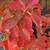 photos courtesy of NetPS Plant Finder