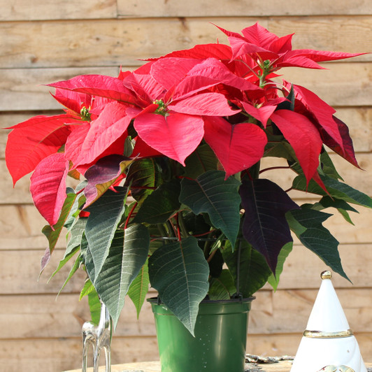 Red Poinsettia - Double Red Poinsettia - Double