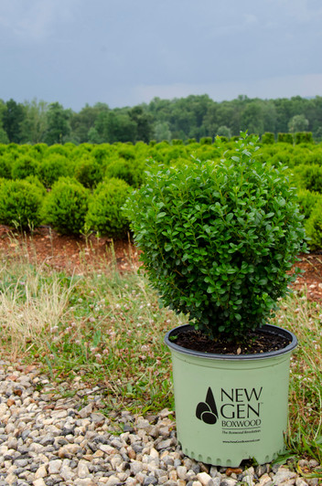 Boxwood - 'New Gen Freedom' Boxwood - 'New Gen Freedom'