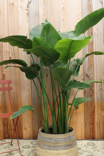 Bird of Paradise Bird of Paradise