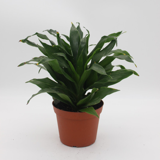 'Janet Craig' Compacta Dracaena 'Janet Craig' Compacta Dracaena