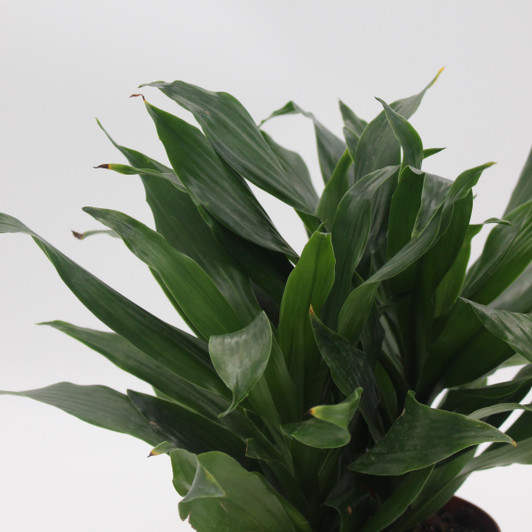 'Janet Craig' Compacta Dracaena 'Janet Craig' Compacta Dracaena