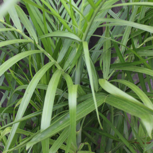 Bamboo Palm Bamboo Palm