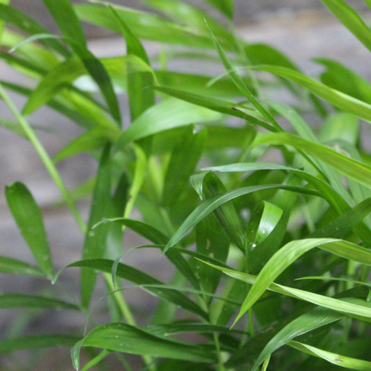 Palm - 'Neanthe Bella' Palm - 'Neanthe Bella'