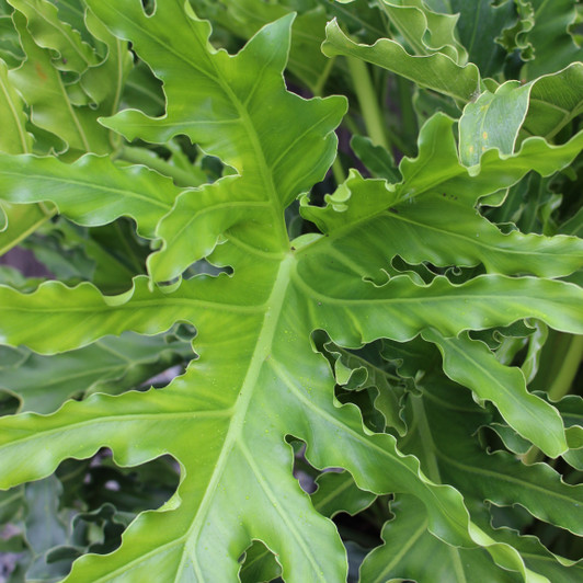 Selloum Philodendron Selloum Philodendron